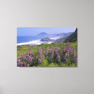 Lupinenblumen und raue Küste entlang Leinwanddruck