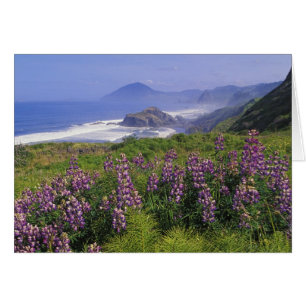 Lupinenblumen und raue Küstenlinie entlang