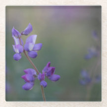 Lupinenfeld