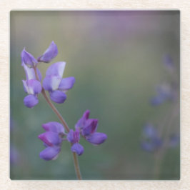 Lupinenfeld Glasuntersetzer