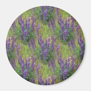 Lupines Galore... Magnet