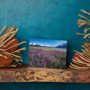 Lupines in Bloom   Kenai Mountains, Alaska Fotoplatte
