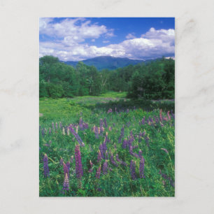 Lupines Mount Lafayette Postkarte