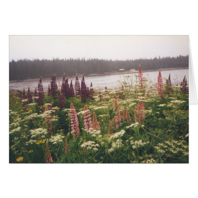 "Lupines, Vinalhaven, Maine" (Vorderseite (Horizontal))