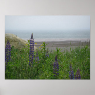 Lupins Donnant Sur La Baie De Fundy Affiche Imprim