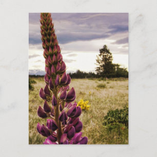 Lupins rose sauvage @ Nouvelle-Zélande carte posta