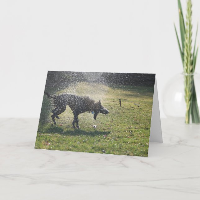 Lurcher après un bain - carte de voeux (Devant)
