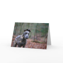 Lurcher dans la carte de voeux de région boisée