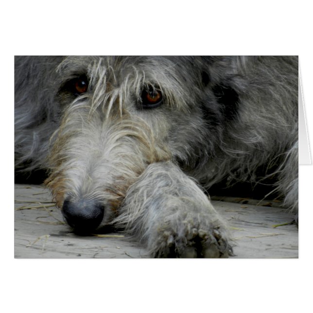 Lurcher herauf nahes - Karte (Vorderseite (Horizontal))