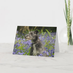 Lurcher in der Bluebells-Gruß-Karte Karte