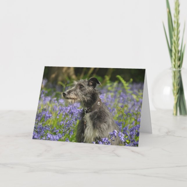Lurcher in der Bluebells-Gruß-Karte Karte (Vorderseite)
