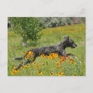 Lurcher Traversant Un Champ Fleuri - Carte Postale