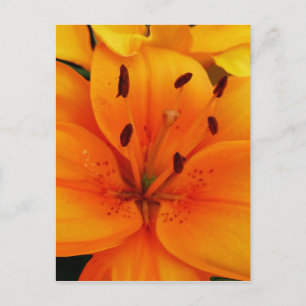 Luscious Apricot Floral Postkarte