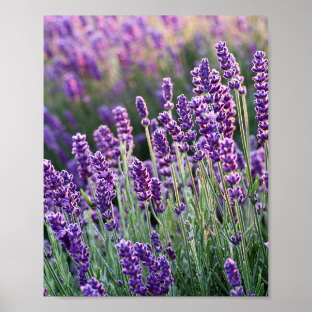 Luscious Lavender Poster (Vorne)