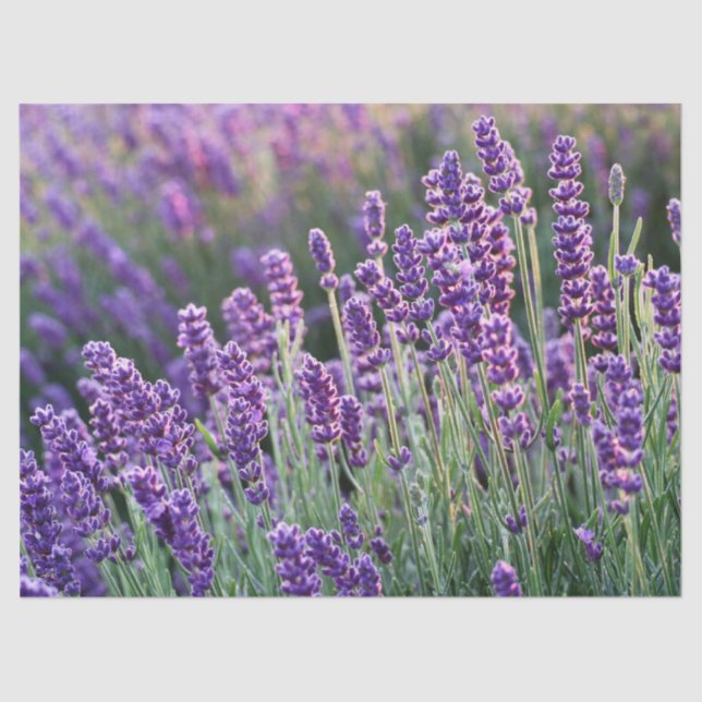 Luscious Lavender Seidenpapier (Vorderseite)
