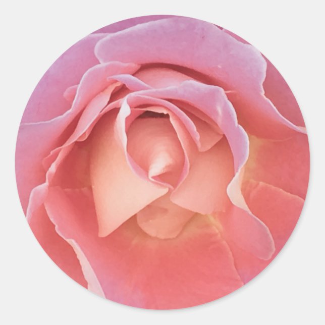 Luscious Pink Rose Runder Aufkleber (Vorderseite)