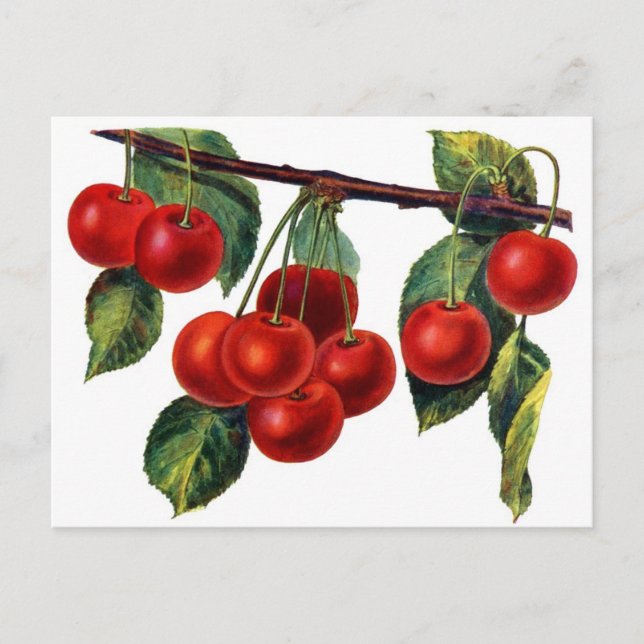 Luscious Sweet Cherries Postkarte (Vorderseite)