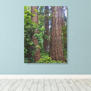 Lush Forest Douglas Fir Trees Fotografie Leinwanddruck