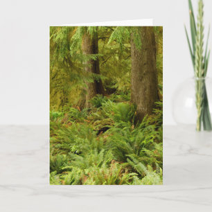 Lush Forest & Ferns   Ecola Staat Park, Oregon Karte