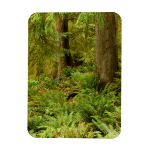 Lush Forest & Ferns   Ecola Staat Park, Oregon Magnet
