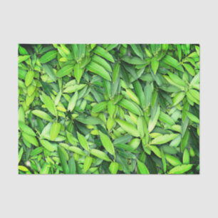 Lush Green Blätter Pattern - Natur botanisch Seidenpapier