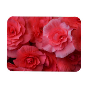 Lush Pink Begonia Magnet