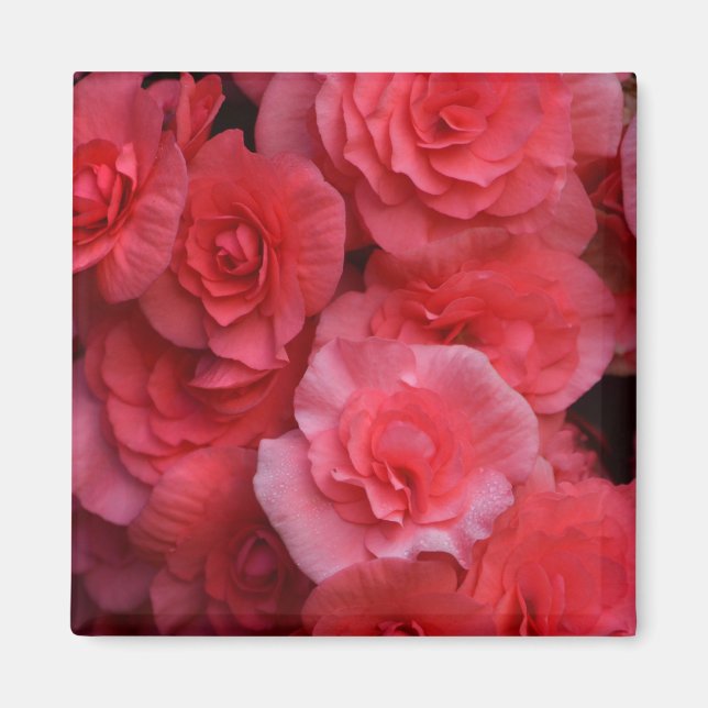 Lush Pink Double Begonia Magnet (Vorne)