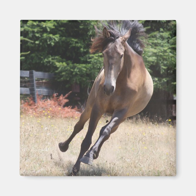 Lusitano Pferd bei Liberty Magnet (Vorne)