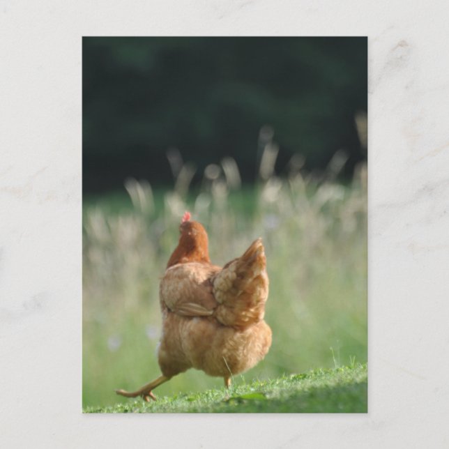Lusrets Huhn Tiermotive Bauernhof Tiere Postkarte (Vorderseite)
