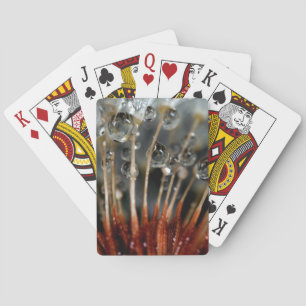 Lüster und Wassertropfen, CA Spielkarten