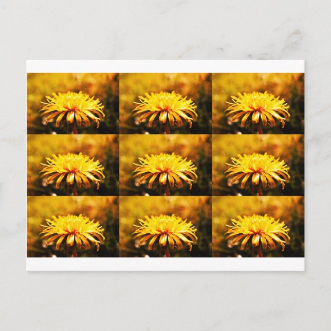 Lüsterngelbe Blume Frühlingsfrüchte Postkarte (Vorderseite)