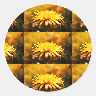 Lüsterngelbe Blume Frühlingsfrüchte Runder Aufkleber