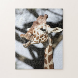Lustig gesichtete Netz-Giraffe, San Francisco