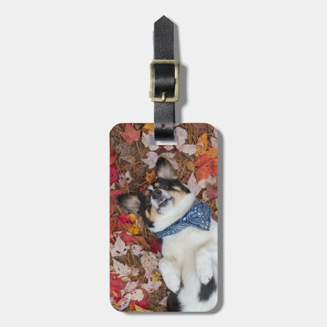 Lustig, niedlich, Corgi-Blick Gepäckanhänger (Vorderseite vertikal)