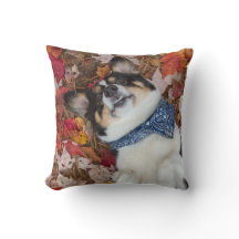 Lustig, niedlich, Corgi-Blick