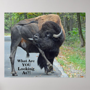 Lustig, was Sie betrachtend sind? Stier-Bison Poster