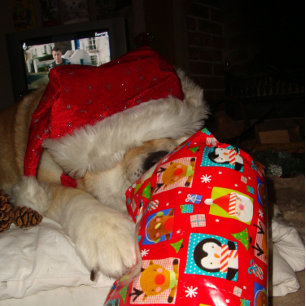 lustige akita Weihnachtsmannmütze niedlicher Weihn