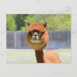 Lustige Alpaka Postkarte