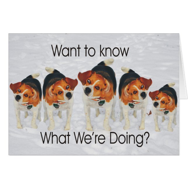 Lustige Beagle-Ohren, die Beagle-Linie Tanzen (Vorderseite (Horizontal))