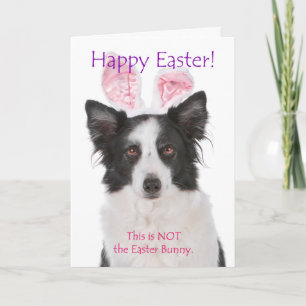 Lustige Border Collie Osterkarte Feiertagskarte