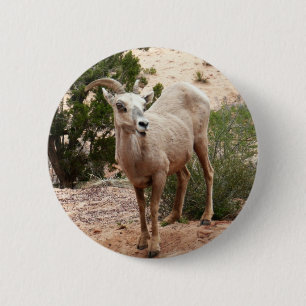 Lustige Dickhornschafe im Zion-Nationalpark Button