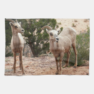Lustige Dickhornschafe im Zion-Nationalpark Geschirrtuch