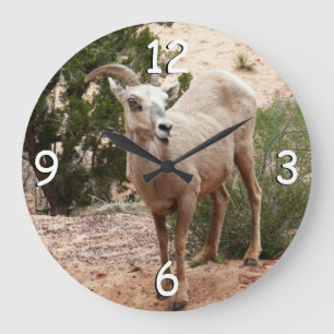 Lustige Dickhornschafe im Zion-Nationalpark Große Wanduhr