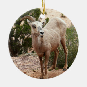Lustige Dickhornschafe im Zion-Nationalpark Keramikornament