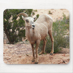 Lustige Dickhornschafe im Zion-Nationalpark Mousepad