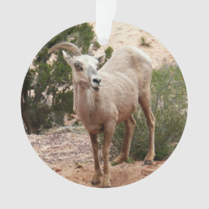 Lustige Dickhornschafe im Zion-Nationalpark Ornament