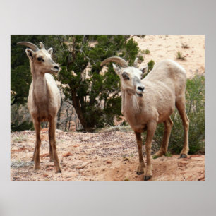 Lustige Dickhornschafe im Zion-Nationalpark Poster