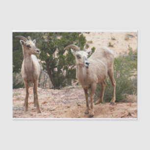 Lustige Dickhornschafe im Zion-Nationalpark Seidenpapier
