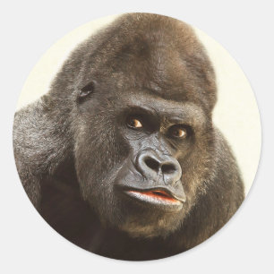 Lustige Gorillaaufkleber Runder Aufkleber