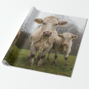 Lustige Herde Kühe auf der Weide Geschenkpapier